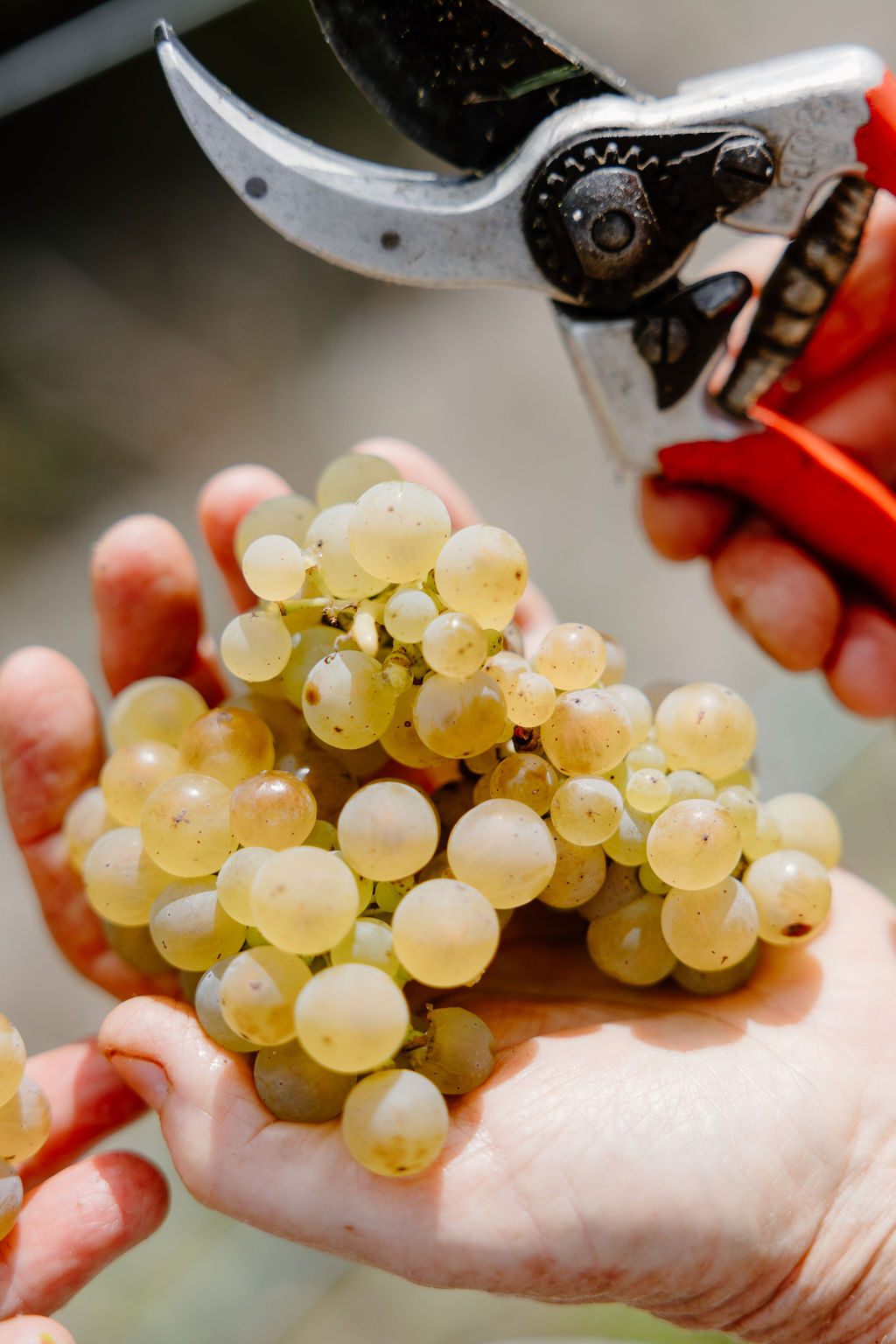 Great Southern Chardonnay bunch
